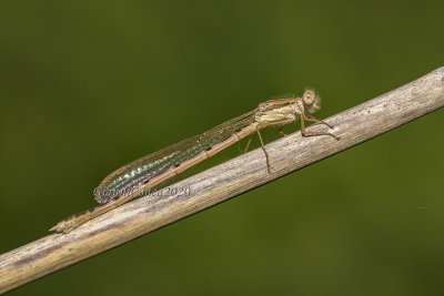 Sympecma fusca (f.)
