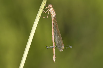 Sympecma fusca  (f.)