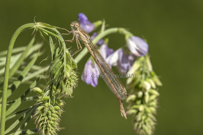  Sympecma fusca (f.)