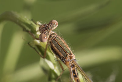 Sympecma fusca (f.)