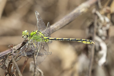 Ophiogomphus cecilia (f.)