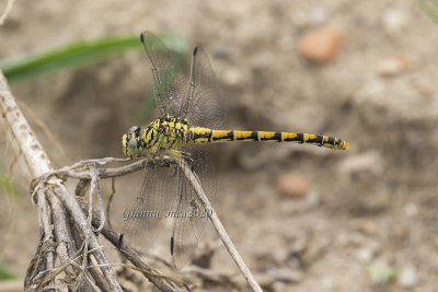 Onychogomphus forcipatus unguiculatus (f.)
