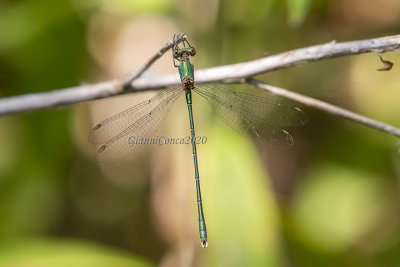 Chalcolestes viridis (m.)