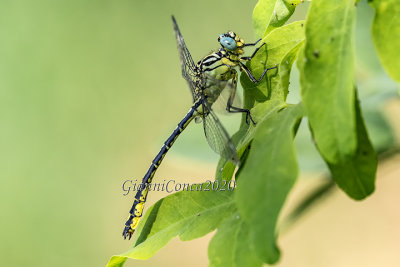 Stylurus flavipes (m.)