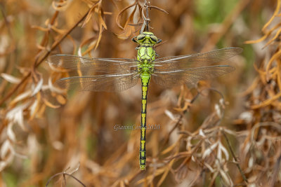 Ophiogomphus cecilia (f.)
