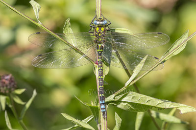 Aeshna cyanea (m.)