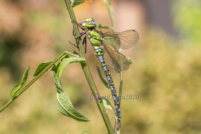 Aeshna cyanea (m.) 