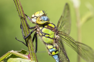 Aeshna cyanea (m.)