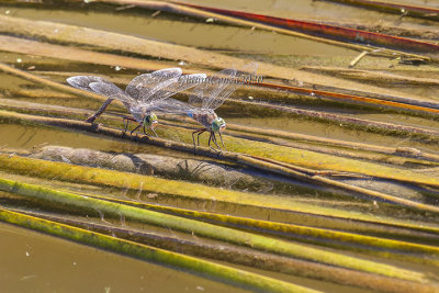 Anax parthenope (tandem)
