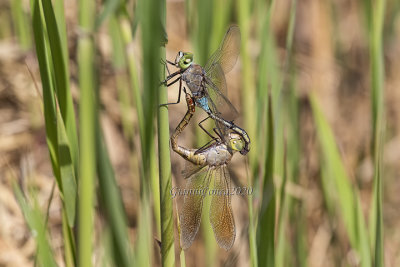 Anax parthenope (tandem)