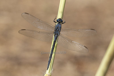 Orthetrum trinacria (m.)