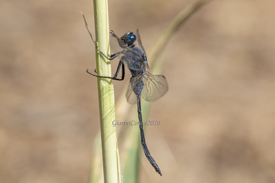 Orthetrum trinacria (m.)