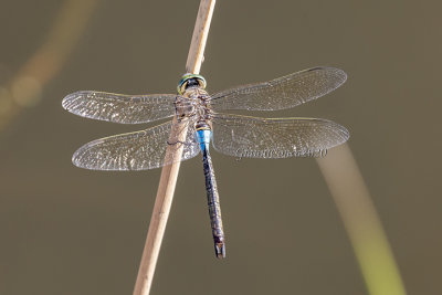 Anax parthenope  (m.)