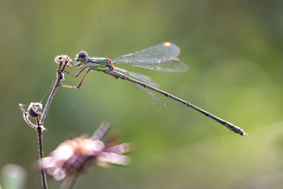 Chalcolestes viridis (m.)