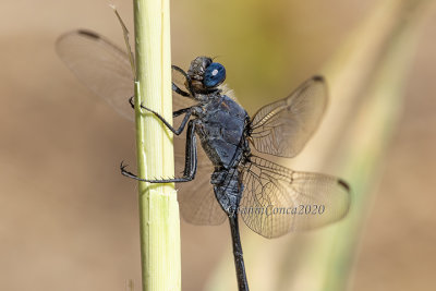 Orthetrum trinacria (m.)