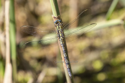 Orthetrum trinacria (m.)