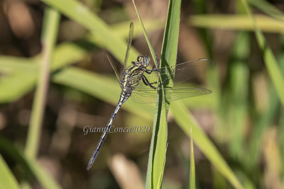 Orthetrum trinacria (m.)