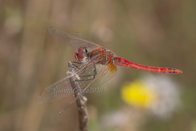 Sympetrum fonscolombii (m.)