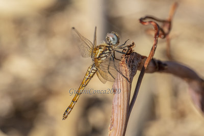 Trithemis annullata (f.)