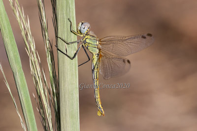 Sympetrum fonscolombii (f.)