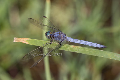 Orthetrum brunneum (m.)
