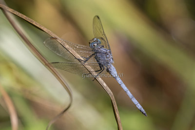 Orthetrum brunneum (m.)