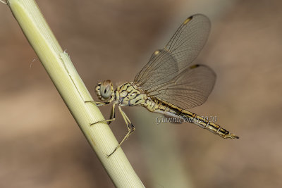 Brachythemis impartita (f.)