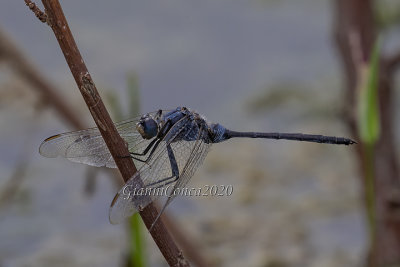 Orthetrum trinacria (m.)