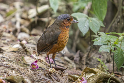 Giant Antpitta