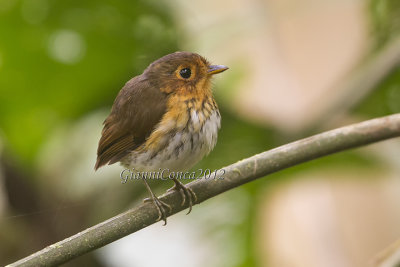 Ochre-breasted Antpitta