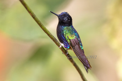 Velvet-purple Coronet