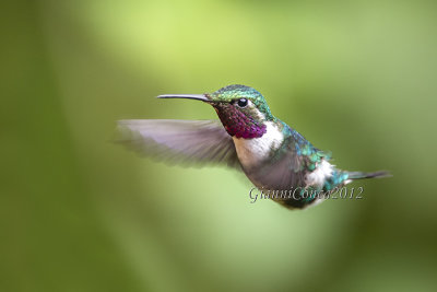 White-bellied Woodstar