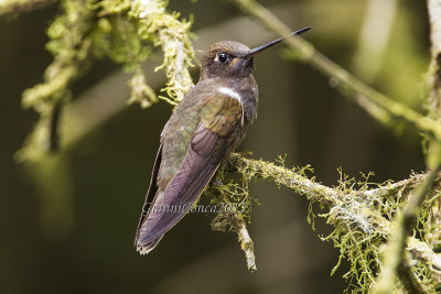 Brown Inca