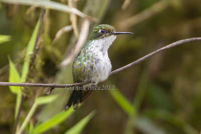 White-booted Racket-tail (f.) 