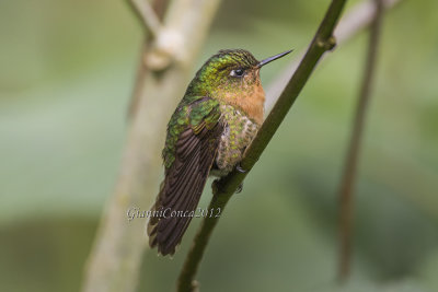 Tyrian Metaltail (f.)