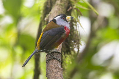 Tucan Barbet (m.)