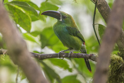 Crimson-rumped Toucanet