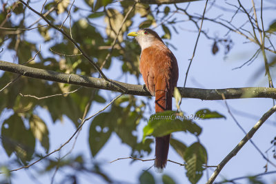 Squirrel Cuckoo