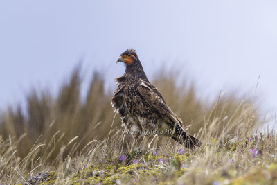 Carunculated Caracara