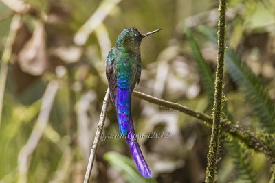 Violet-tailed Sylph (m.)