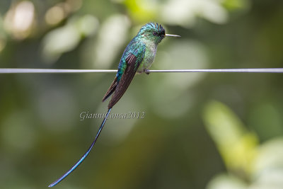 Long-tailed Sylph (m.)