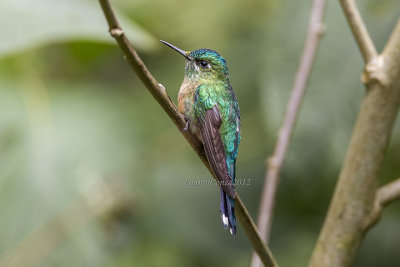 Violet-tailed Sylph (f.)