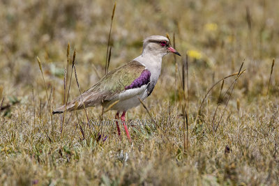 Andean Lapwing