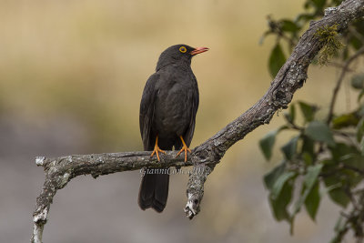 Great Thrush