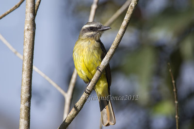 Golden-crowned Flycatcher