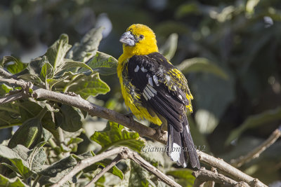 Southern Yellow Grosbeak