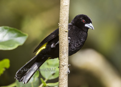 Lemon-rumped Tanager (m.)