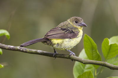 Lemon-rumped Tanager (f.)