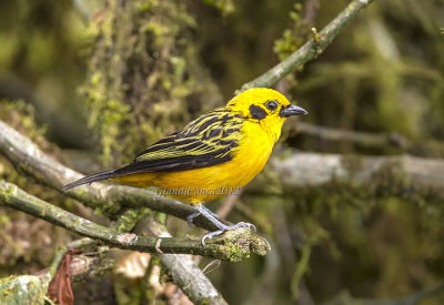 Golden Tanager