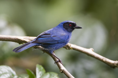 Masked Flowerpiercer